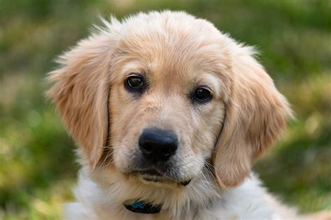 Paw Print Genetics - Tests for Golden Retriever