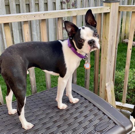 Paw paw boston terrier rescue. With polls ahead, the Modi government doesn't want to take any chances. India’s Narendra Modi government has nixed a controversial bill that proposed to allow the use of depositors... 