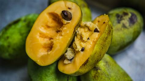 The paw paw tree ( Asimina triloba) is indigenous to 26 states in the United States, growing wild from the Gulf Coast up to the Great Lakes region. It's a favorite host plant of the zebra ...