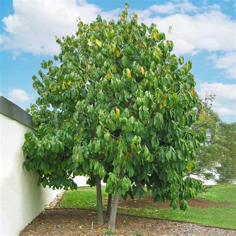 Paw paw trees for sale near me. Things To Know About Paw paw trees for sale near me. 