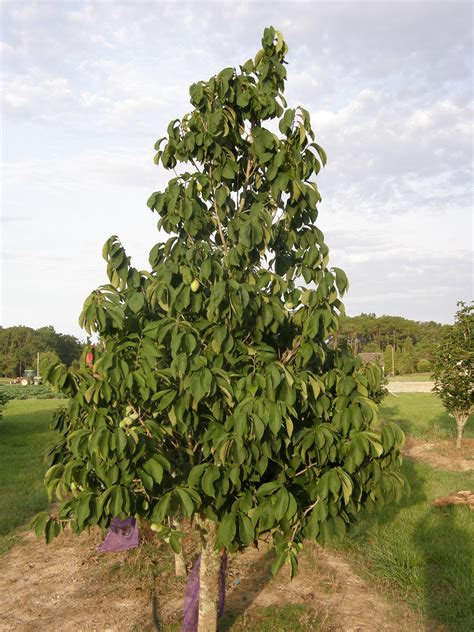 Paw tree. Zone 5-8. Options: Select size/type... 2 year seedling - 8-16" inch bundle of 10 $95.00 seedling in band pot $16.50. Quantity. NSPASUN. SUNFLOWER PAW PAW (Asimina triloba) Large fruit with excellent flavor, blooms later & ripens later than most. Few seeds. 