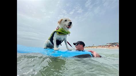Paw-some pooches show off surfboard skills at Hang 8 competition on Flagler Beach