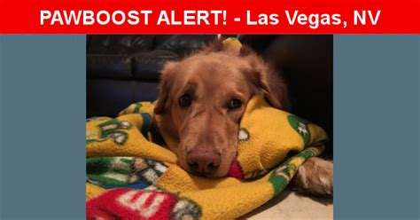 Pawboost las vegas. Have You Seen Punto in Las Vegas? - His name is Punto. Mix terrier male. Probably scared but not dangerous. Microchipped and neutered. Was wearing a blue collar. Please approach and keep him safe. We will pick him up anytime. We love him very much and ... 
