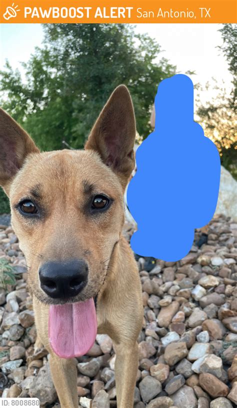 Pawboost san antonio. Report it to PawBoost here: https://pbrs.io/l/rpl San Antonio, TX - Lost Dogs, Cats & Pets - PawBoost Community | Lost Dog - San Antonio, TX 78211 near Zarzamora 
