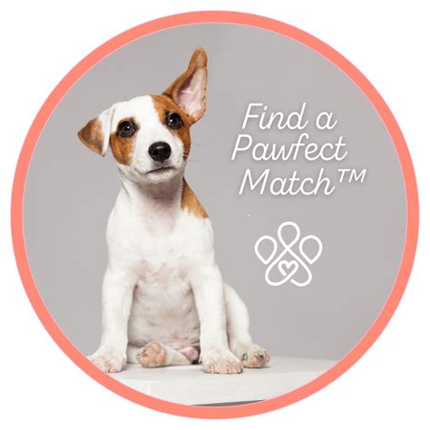 Pawfect match. Things To Know About Pawfect match. 