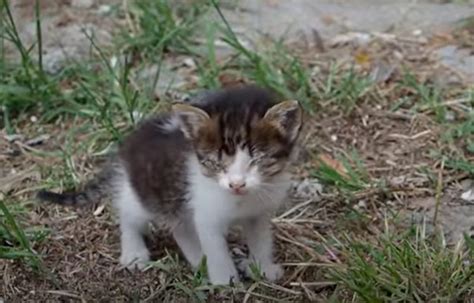 😈 Pawmeow Onlyfans Leak [PPV] 181 Videos