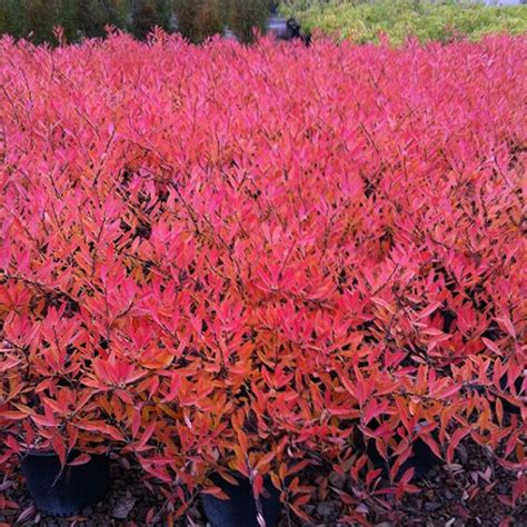 Pawnee Buttes Western Sand Cherry - McKay Nursery