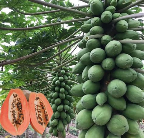 Pawpaw Tree Varieties:K&auml;nner igen olika typer av Pawpaws