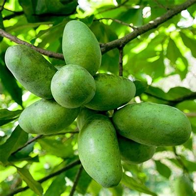 Pawpaw fruit near me. Fruit decomposes because bacteria, fungi, and other micro organisms invade the fruit and secrete enzymes that cause rotting. In order for fruit to spoil at all bacteria or fungi mu... 
