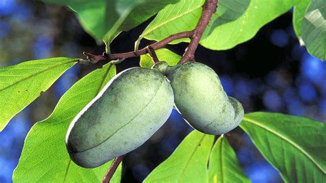 Trees:Ohio's ban on Callery pear trees now in effect Pawpaw history. The fruit of the pawpaw was consumed by both Native Americans and early European settlers. At least two U.S. presidents enjoyed .... 