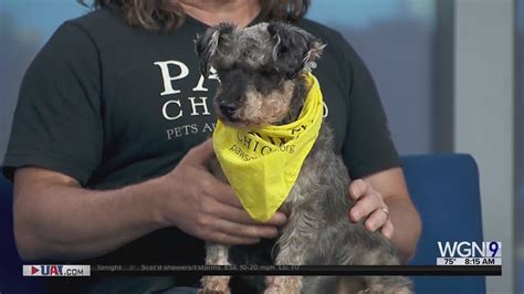 Paws Chicago pet of the week: Meet Camillo