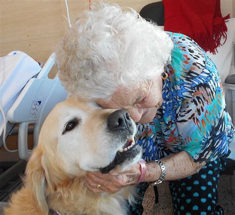 Paws Pet Assisted Therapy dog visits AHS - Ambarvale High School