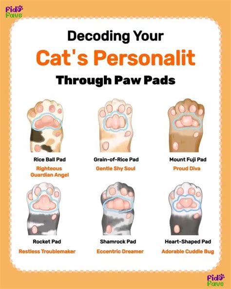 Paws Shape Depends On Cat