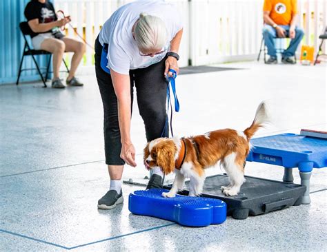 How prosthetics enable specially-abled pets. Prosthetics fo