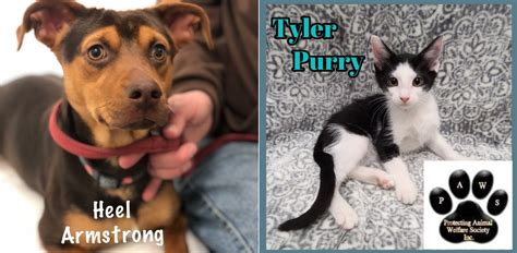 Paws jacksonville il. Morgan County Animal Control, Jacksonville, Illinois. 2,088 likes · 514 were here. Animal Shelter 