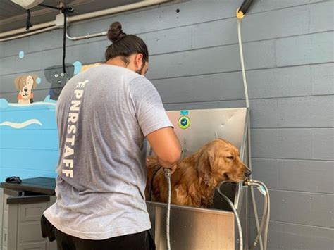 Paws n rec. Services Best Dog Groomer/Pet Stylist. Bark Life St Pete. Chestean Graham. Dunedin Happy Tails Dog & Cat Grooming. EarthWise Pet Supply & Grooming Valrico. Health Mutt. Ohana Dog Spa LLC. Paws ‘n’ Rec. 
