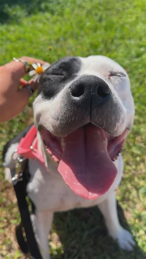 💋 Pawsforamoment Leaked XxX 55 Videos