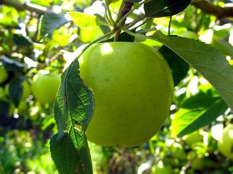 Paynes Orchards Bacchus Marsh VIC - Facebook