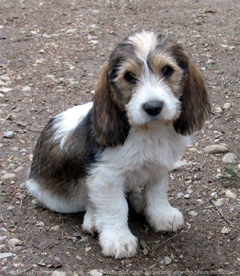  Find Petit Basset Griffon Vendeen puppies for sale. Near Indiana. Jovial and happy in demeanor, the Petit Basset Griffon Vendéen is a breed that loves spending time with family and exploring. They're friendly, playful, and incredibly adventurous. Learn more. . 