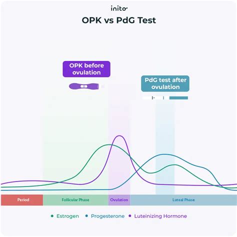 PdG Test What It Is + How to Tell If You Need One Inito
