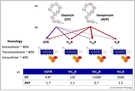 Pdf The Oxytocin Receptor System Structure Function And Regulation