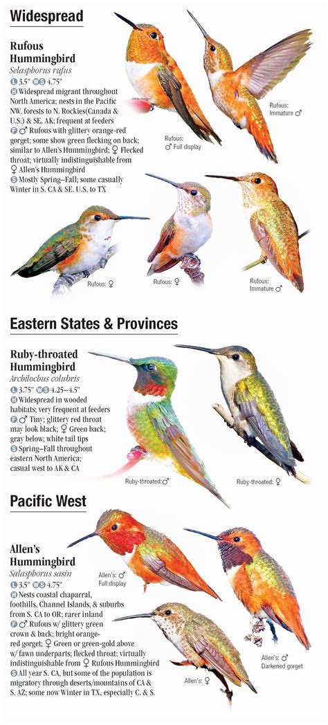 Pdf online north american hummingbirds identification guide. - A posicão social da mulher entre os bororo orientals.