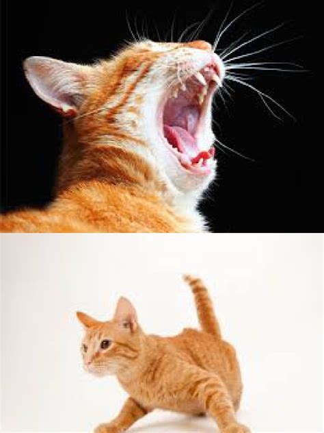 Pdf24 Converted (20) PDF Scribd.