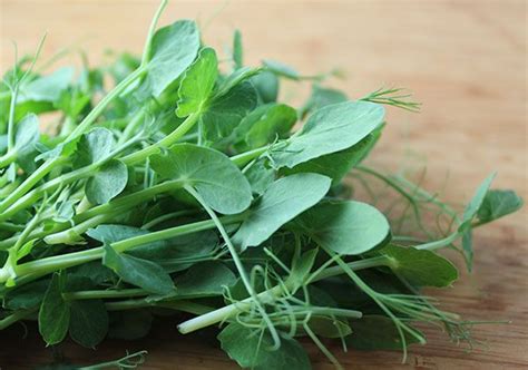 Pea Shoots, The Tender New Sprouting Green