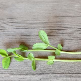 Pea Shoots - Dun – The Honest Farmer