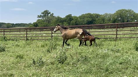 Peabody Kansas Horse Pen – Videos - Facebook