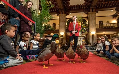 Peabody ducks memphis tennessee. Watch the legendary Peabody Ducks as they walk the red carpet and march to the Duck Palace for the night. At the Peabody Hotel Memphis. 