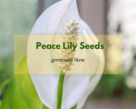 Peace Lily Seed Germination (Spathiphyllum spp.)