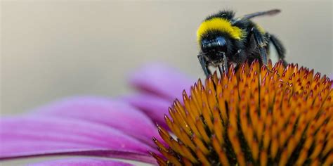 Peaceful bumblebee becomes invasive -- ScienceDaily