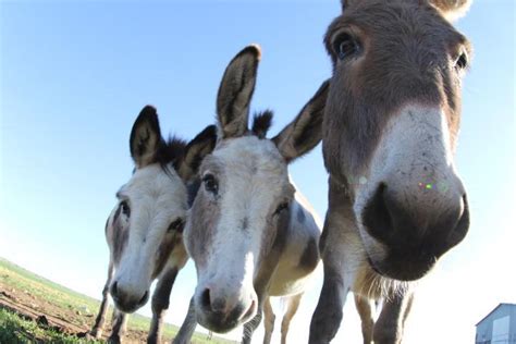 Peaceful valley donkey rescue. Things To Know About Peaceful valley donkey rescue. 