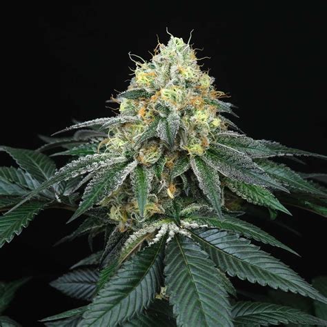 Peach Lassi (Perfect Tree) :: Cannabis Strain Info - SeedFinder