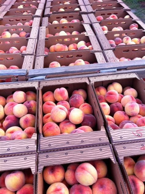 Peach Picking - Becks Harvest House