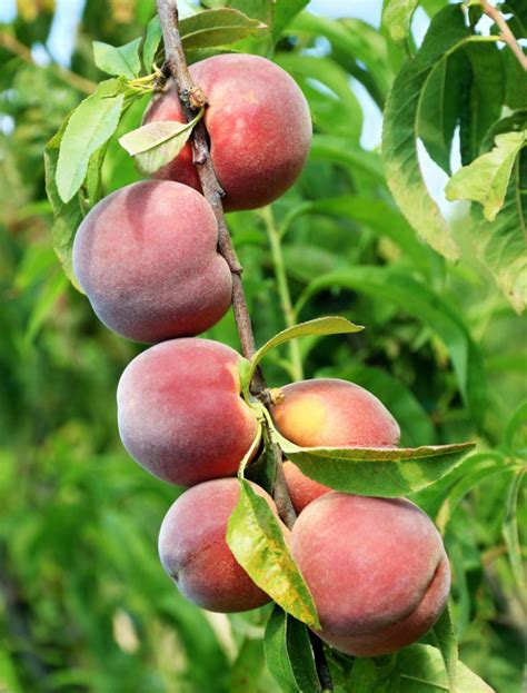 Peach farm near me. Unfortunately, due to the extreme cold weather we had in December, our peach crop froze out. We will be getting peaches from the South and from Pennsylvania for the 2023 season. Legend Hills Orchard 11335 Reynolds Road, Utica OH 43080 