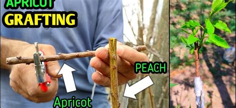 Peach grafting: what is possible and how to do it correctly, the timing