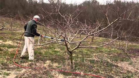 Peach tree pruning. Peach pruning should remove 40 percent of the tree each winter. This reduces the number of fruit on the tree, and stimulates strong growth of fruiting wood each year. The key to long peach-tree life in Texas is planting in deep, well-drained, sandy soil, control of peach-tree borer, scale insects, and weeds, and correct pruning. 