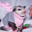 Peach_Possum Leaked PORN 🍑 166 Videos