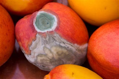 Peachbadb. Sign #3: Bad Peaches Develop Dark Rotten Spots. Some peaches have dark spots on them. Again, this is not necessarily an indication of a bad peach, but if the dark spots are … 