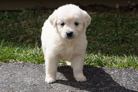 Peaches and Cream Retrievers Golden Retrievers Puppies