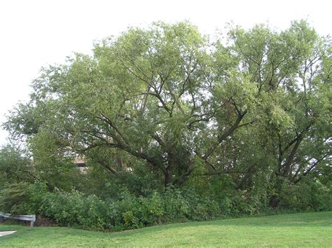 Peachleaf Willow Tree: Learn About Peachleaf Willows In