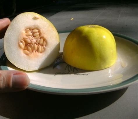 You can also use a knife to go around the edges of the interior of the melon, once it’s cut in half, to loosen the seedy flesh. . Peachnmellons