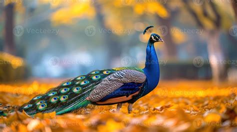 Peacock Onlyfans Leak