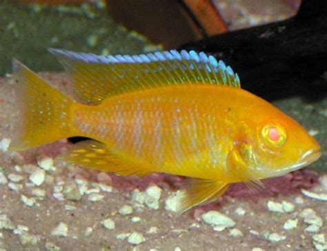 Peacock Aulanocara Albino Sunburst Cichlid - Arizona …