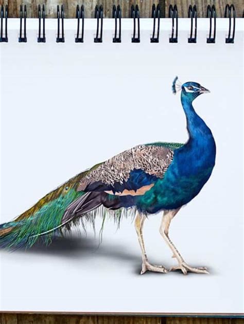 Peacock Drawing Realistic