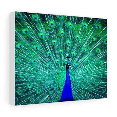 Peacock Wall Art, Canvas Prints & More Great Big Canvas