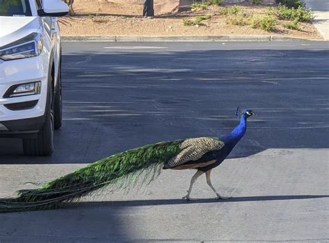 Peacock adored by Las Vegas neighborhood fatally shot by bow and arrow