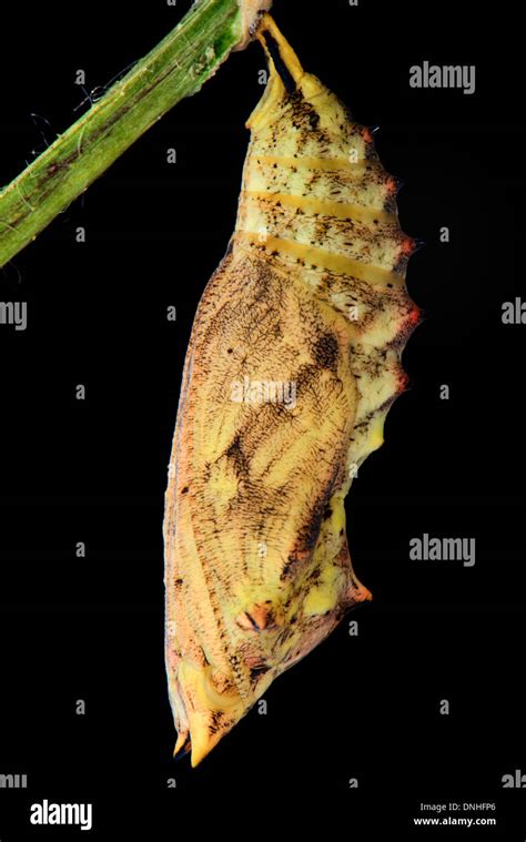 Peacock butterfly chrysalis Stock Photos and Images - Alamy